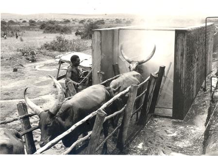 Cattle being driven through the Spray Race in Ankole during Sir Fredrick Crawford's tour in July 1959